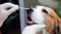 Un nou tip de coronavirus de origine canină, descoperit de cercetători