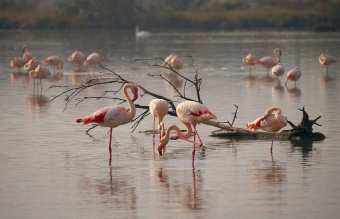VIDEO. Apariţie rară în România. Zeci de păsări flamingo au poposit în Rezervaţia Biosferei Delta Dunării
