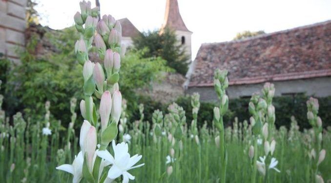 Tuberoza de Hoghilag, prima floare din România protejată la nivel european