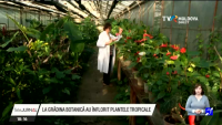 Plante tropicale înflorite în plină iarnă la Grădina Botanică din Chişinău