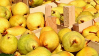 Rusia reia importul de fructe din R. Moldova şi alte 4 state, „fără a ţine cont de restricţiile impuse întreprinderilor producătoare”