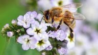 ANSA atenţionează fermierii şi apicultori asupra pericolului de intoxicaţie a albinelor, provocat de produse fitosanitare